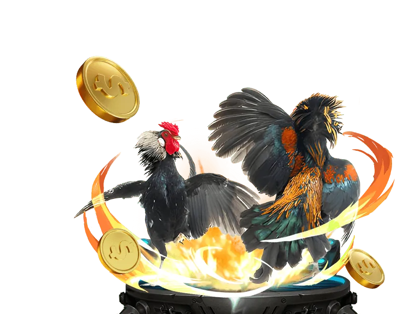 Trực tiếp đá gà chất lượng cao